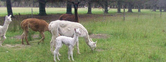 About Alpacas 1