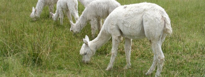 About Alpacas 2