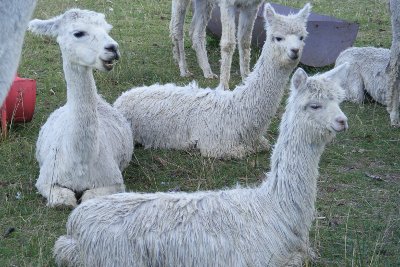 About Alpacas