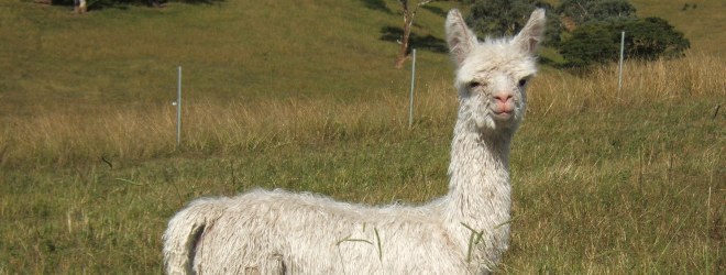 Alcazar Suri Alpacas Cria