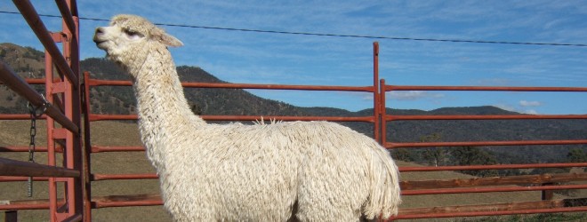 Alacazar Suri Alpaca