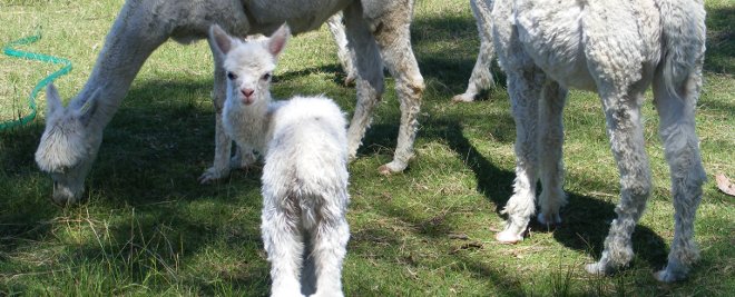 Alpaca Cria