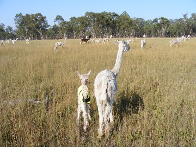 Australian Alpaca Stud