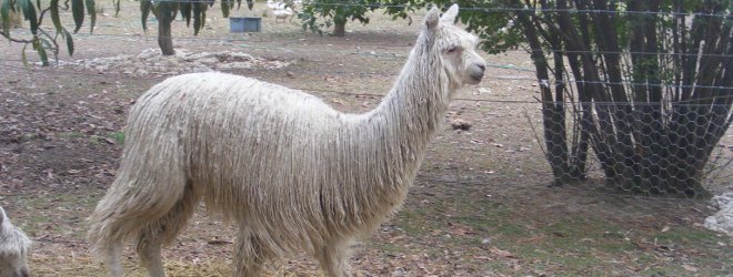 Australia Alpacas For Sale