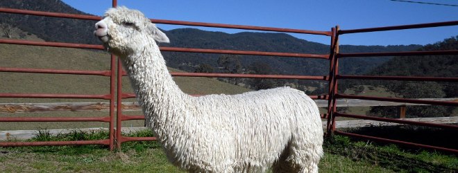 Australian Suri Alpacas