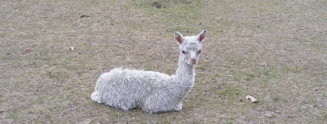 Cria Photos