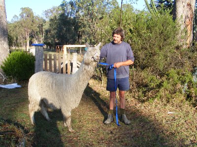 Dave and Stud Alpaca Donaldo