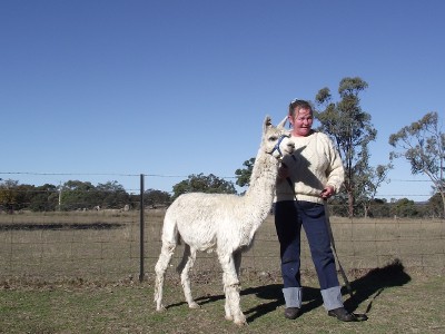 Deb Shangrilah Alpacas