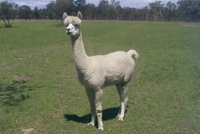 Huacaya Alpaca Breed