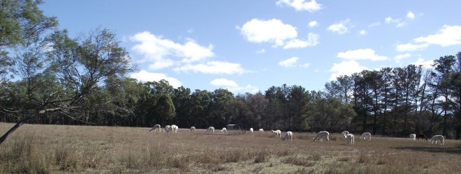 NSW Alpacas For Sale