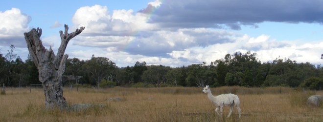 Shangrilah Alpacas Rainbow