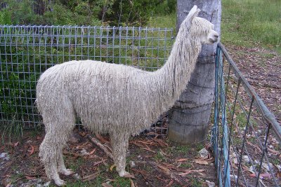 Suri Alpaca Breed