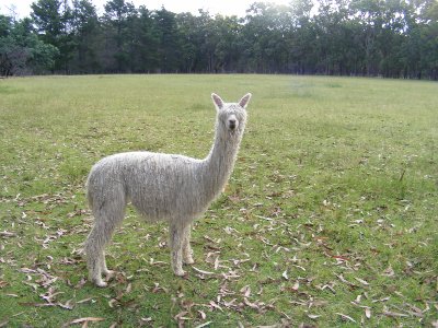 Suri Alpaca Cross Breeding