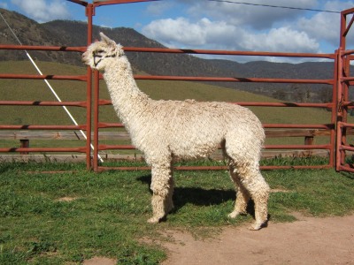 Suri Alpaca