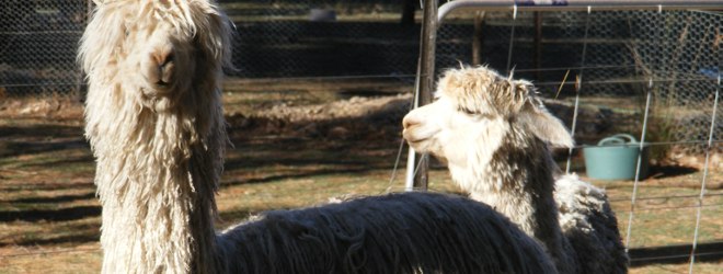 Suri Alpacas Australia