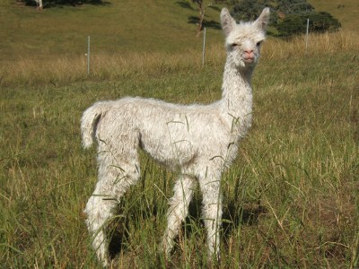 White Suri Cria