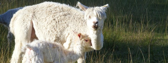 Alpaca News