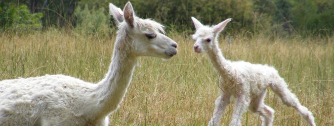 Alpacas for Sale