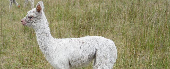 Australian Alpaca