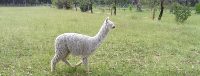 Australian Alpacas
