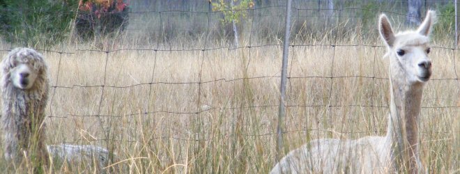 Australian Suri Alpacas